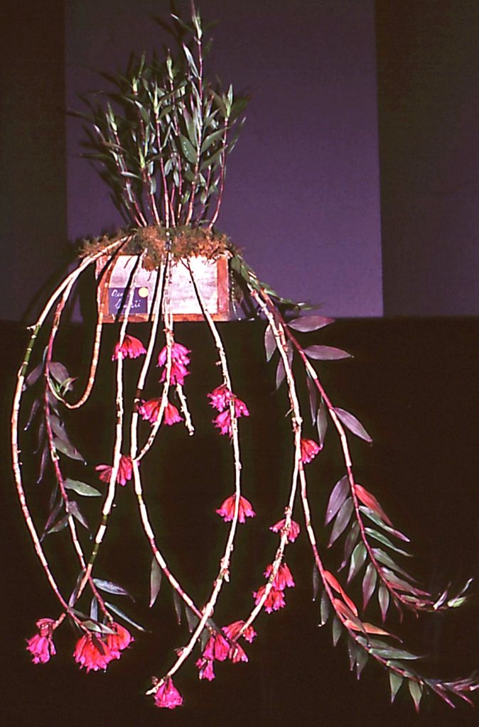 Dendrobium lawesii