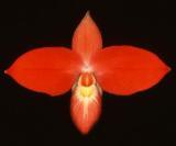 Phragmipedium besseae - AM/AOC