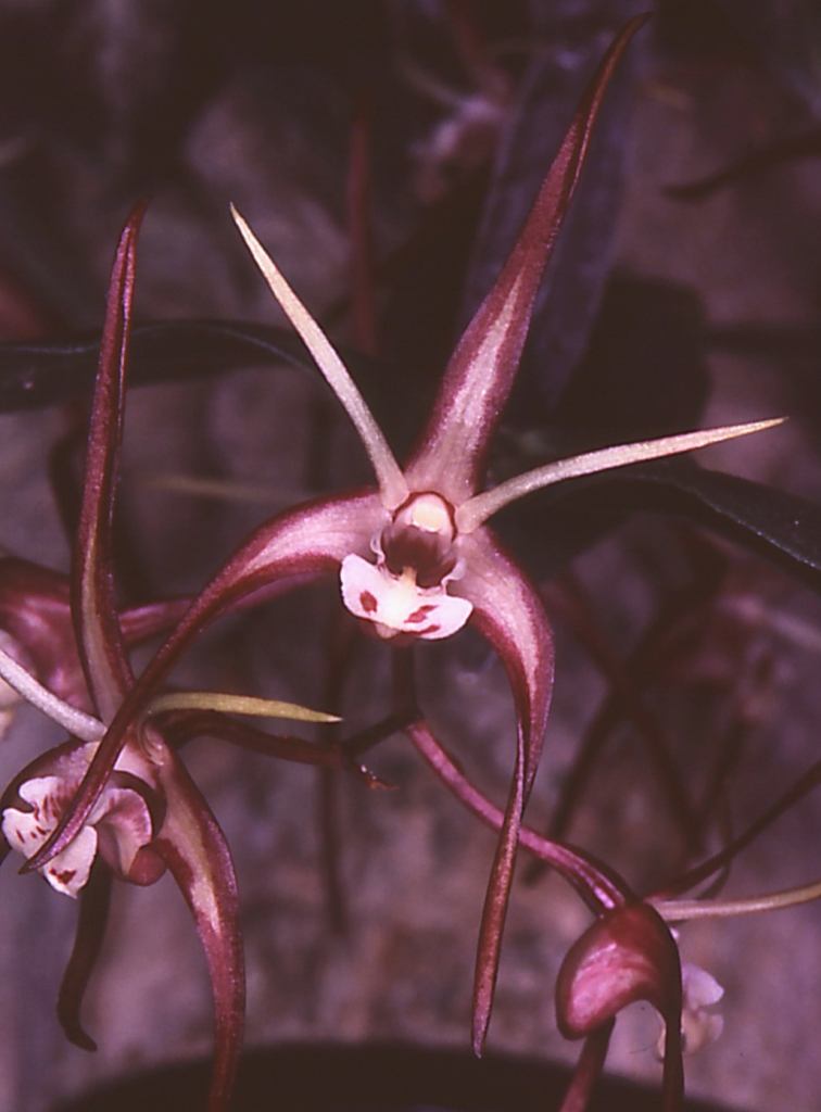 Dendrobium tetragonum subsp. tetragonum - AM/AOC