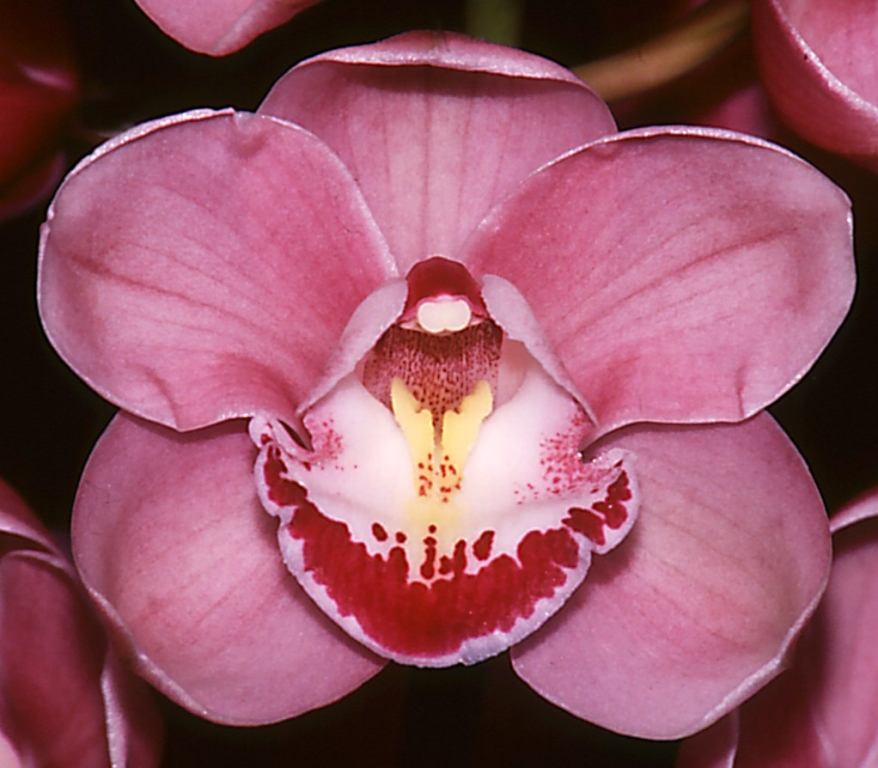 Cymbidium Khanebono - HCC/AOC