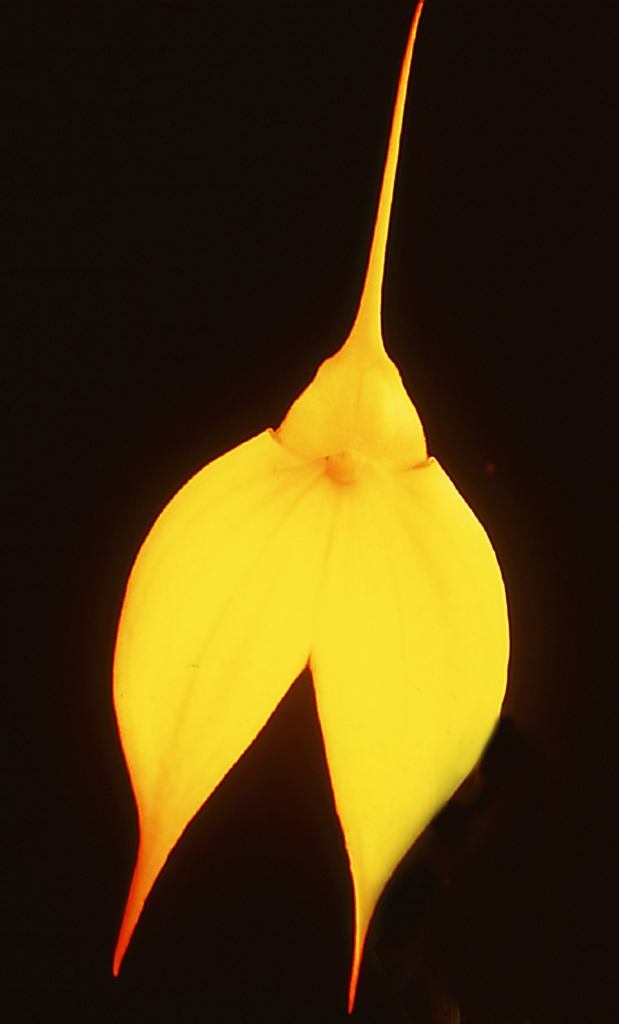 Masdevallia Falcata - HCC/AOC