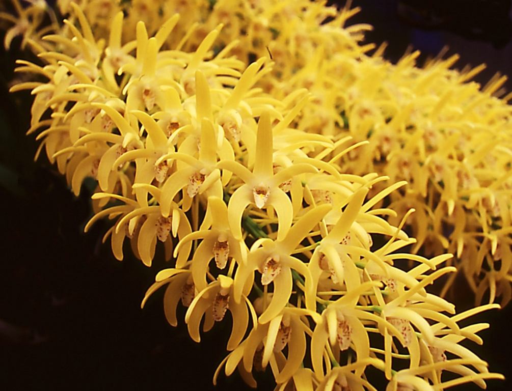 Dendrobium speciosum var. boreale - AM/AOC