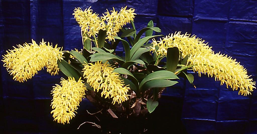 Dendrobium speciosum var. boreale - photo 2