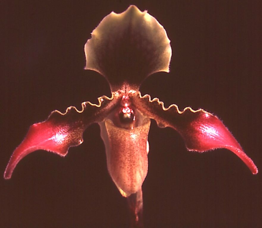 Paphiopedilum hirsutissimum - HCC/AOC
