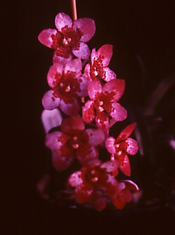 Sarcochilus Heidi - HCC/AOC