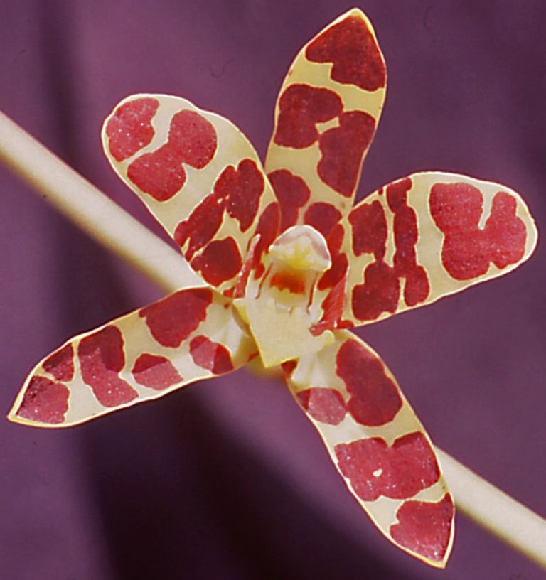 Ansellia africana - ACC/AOC