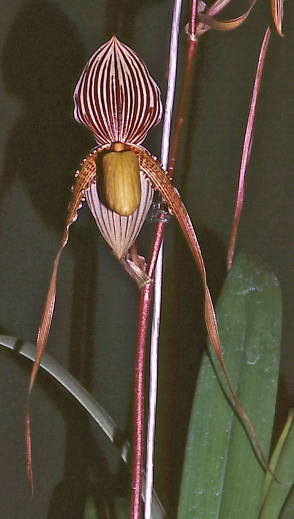 Paphiopedilum Saint Swithin - AM/AOC