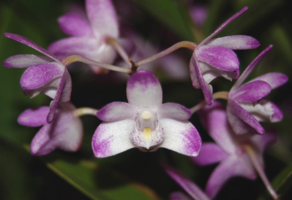 Dendrobium Duno Deerose