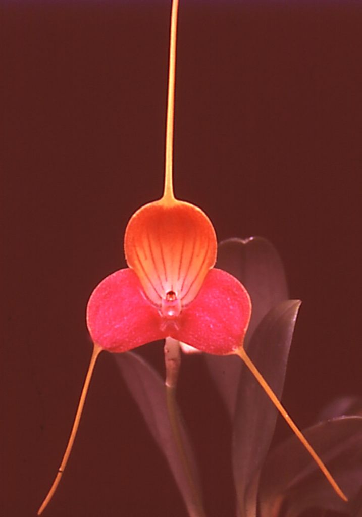 Masdevallia caudata