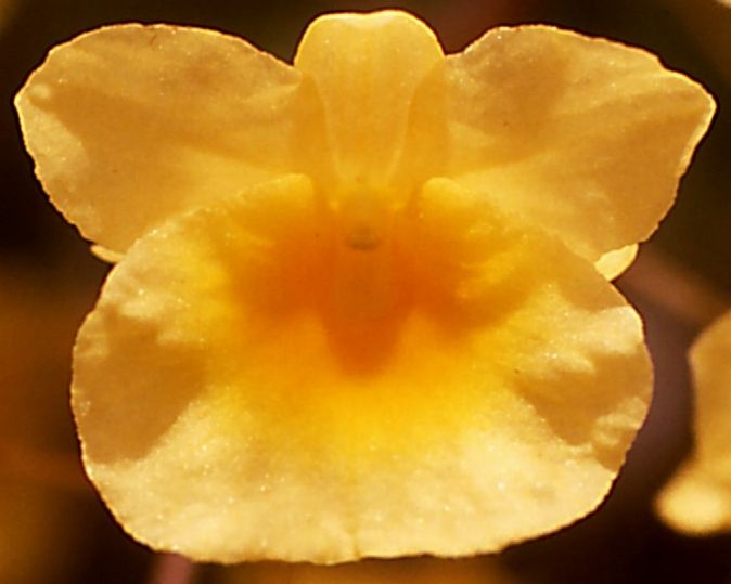 Dendrobium lindleyi - ACC/AOC