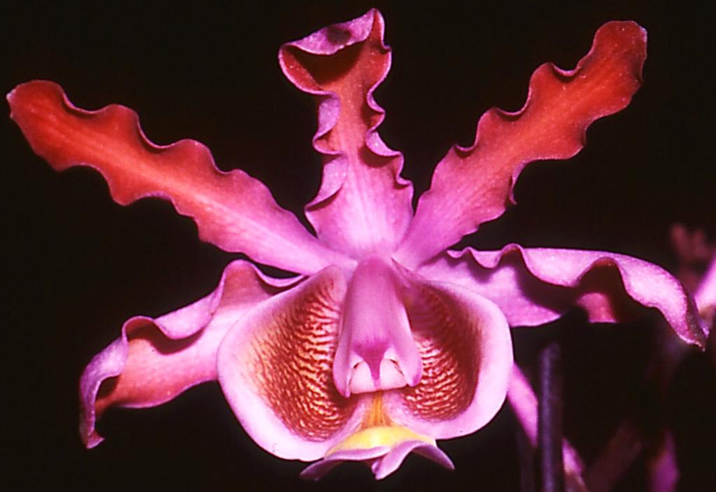 Myrmecophila tibicinis