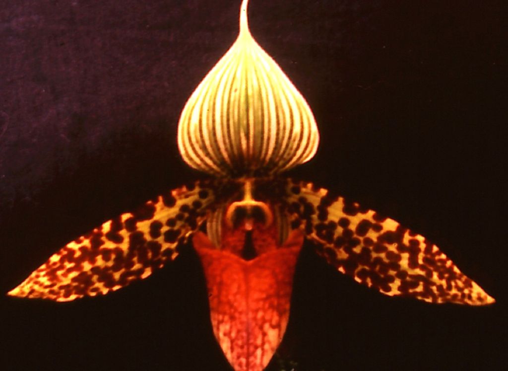 Paphiopedilum sukhakulii - HCC/AOC