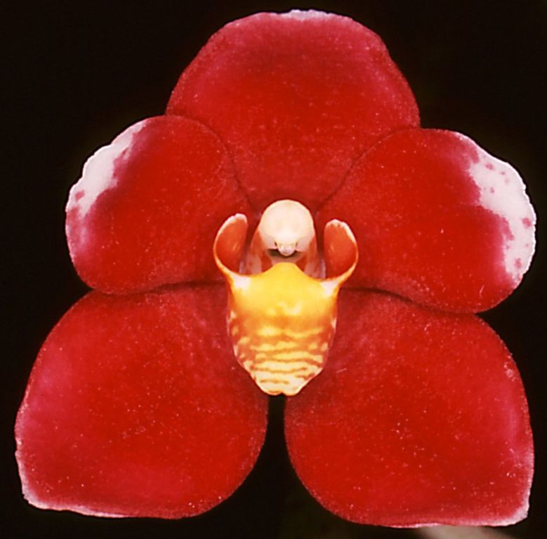 Sarcochilus Duno Nicky's Twin - AM/AOC