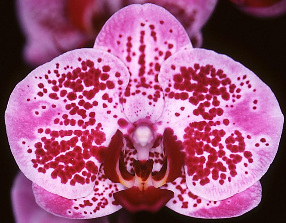 Phal Chian Xen Pearl
