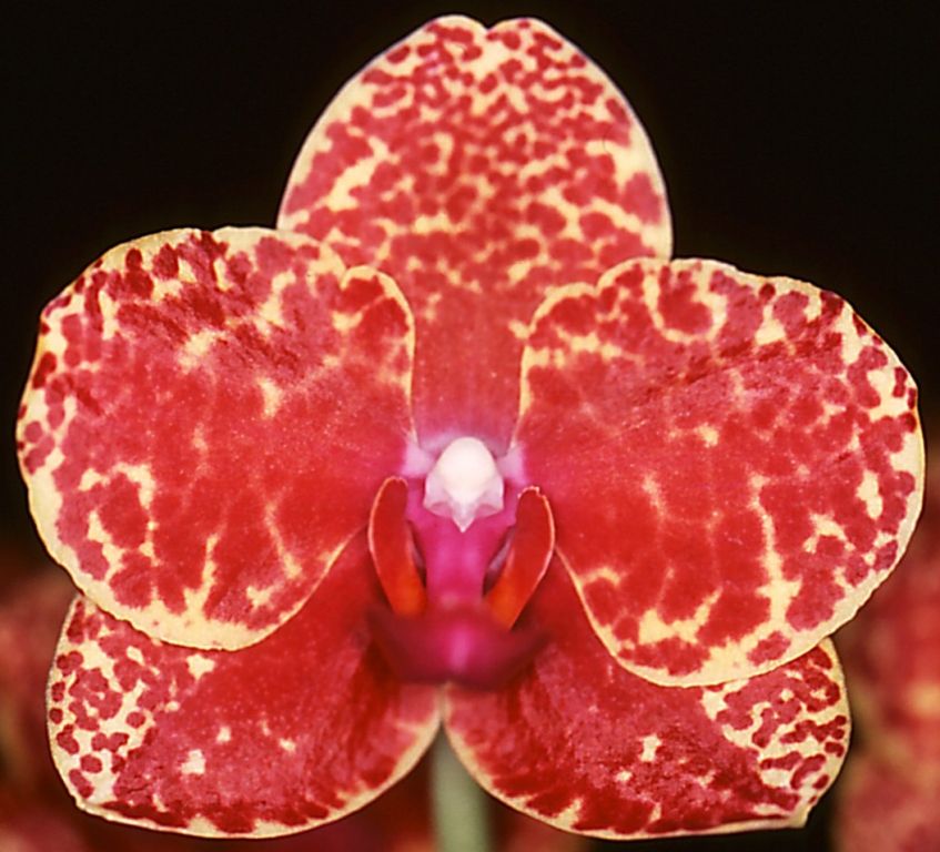 Phalaenopsis Ching Her Golden - HCC/AOC