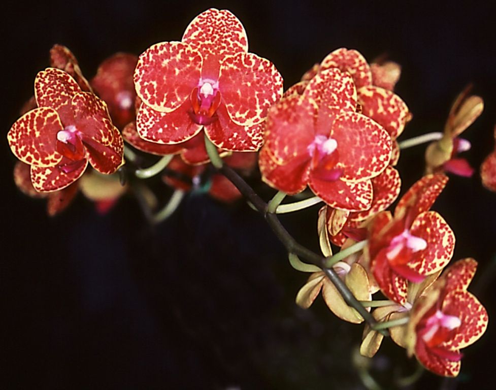 Phal Ching Her Golden