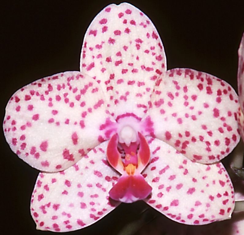 Phalaenopsis Dendi's Razzmatazz