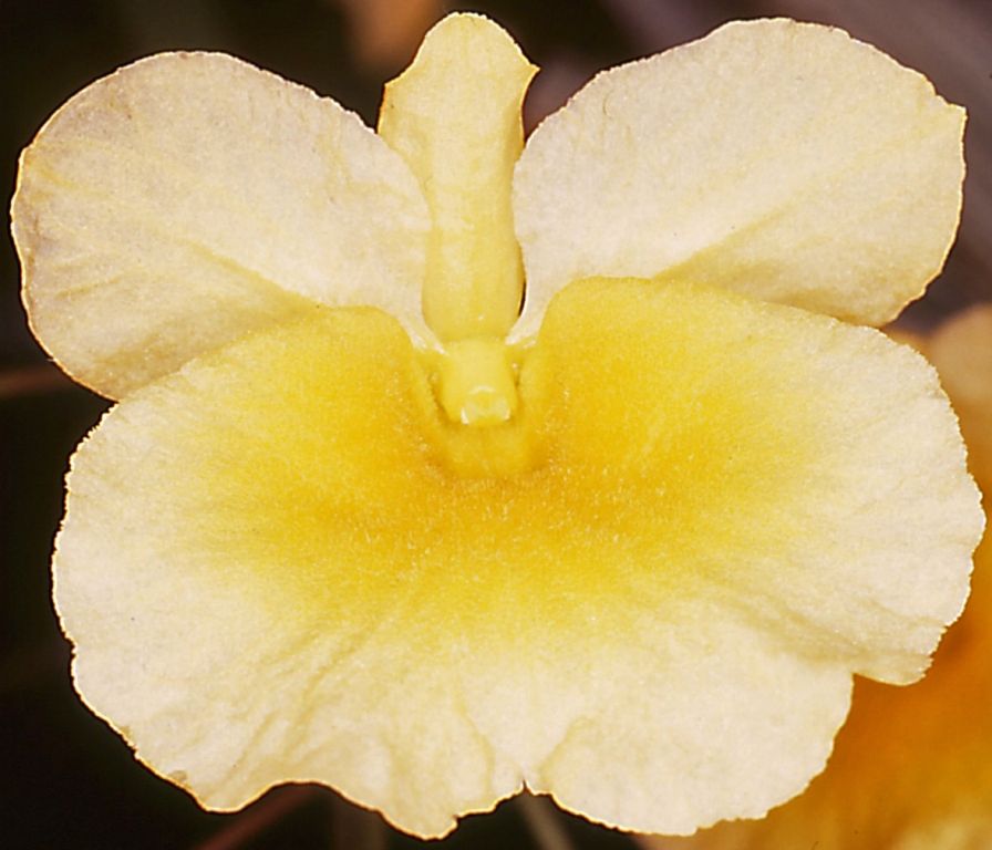 Dendrobium lindleyi - AM/AOC