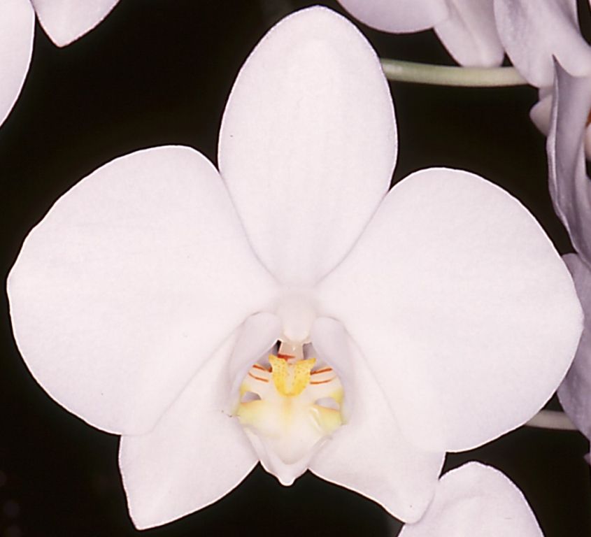 Phalaenopsis amabilis - HCC/AOC