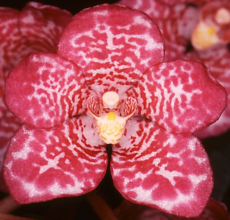 Sarcochilus Fizzy Dove - AM/AOC