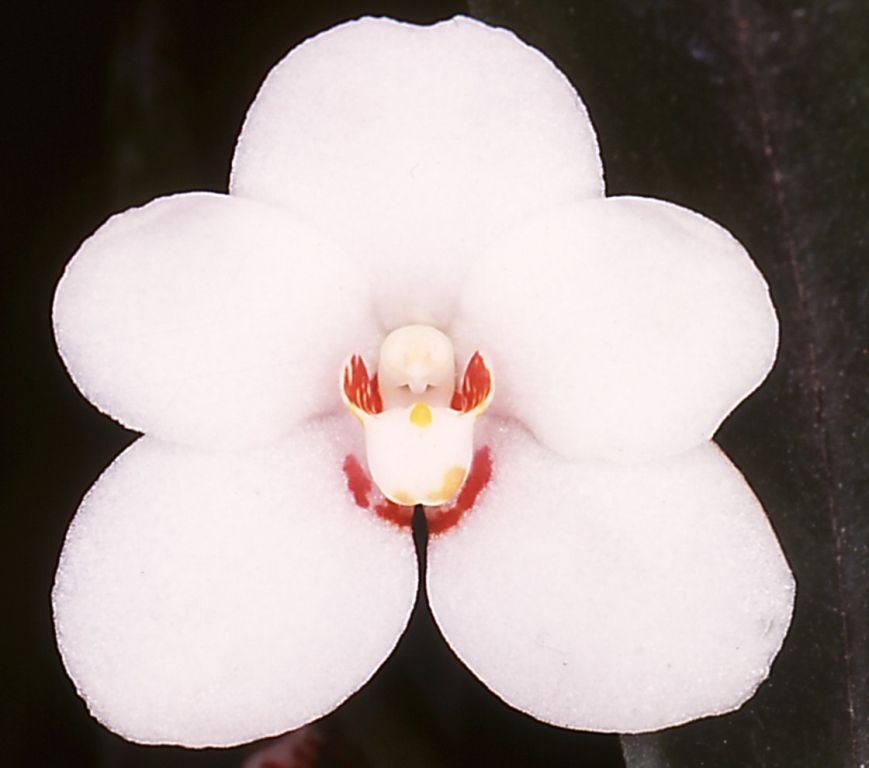 Sarcochilus hartmannii - HCC/AOC