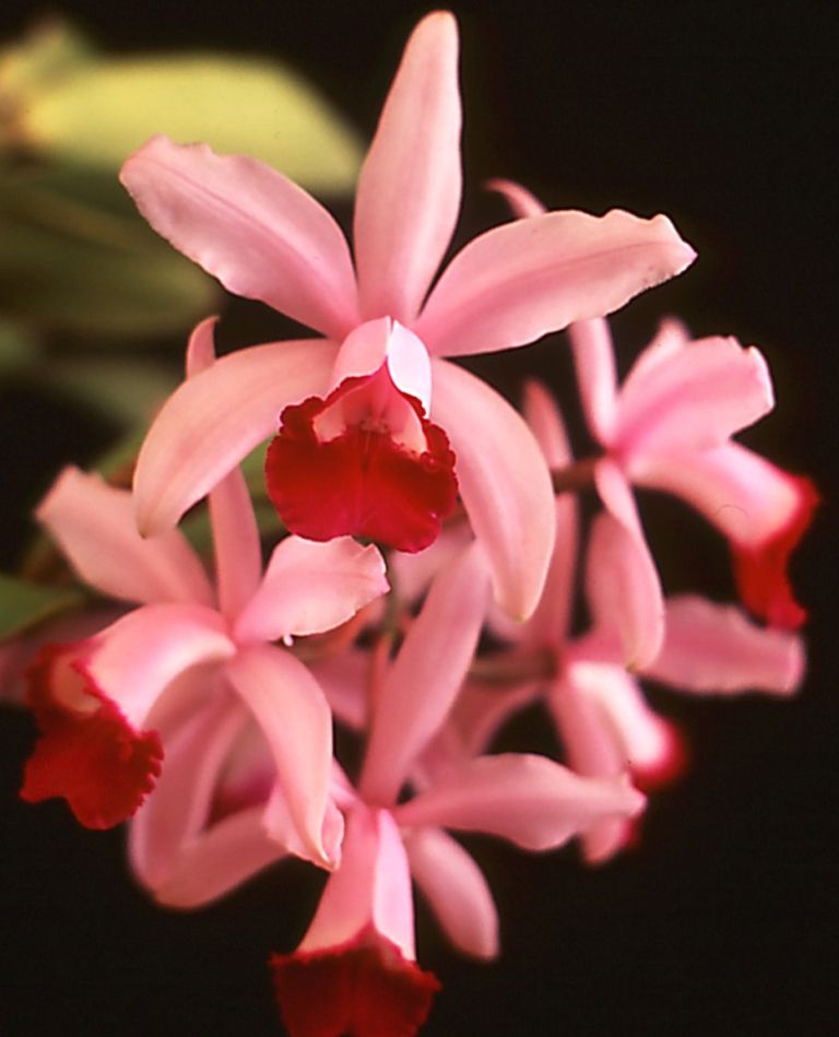 Cattleya intermedia - AM/AOC