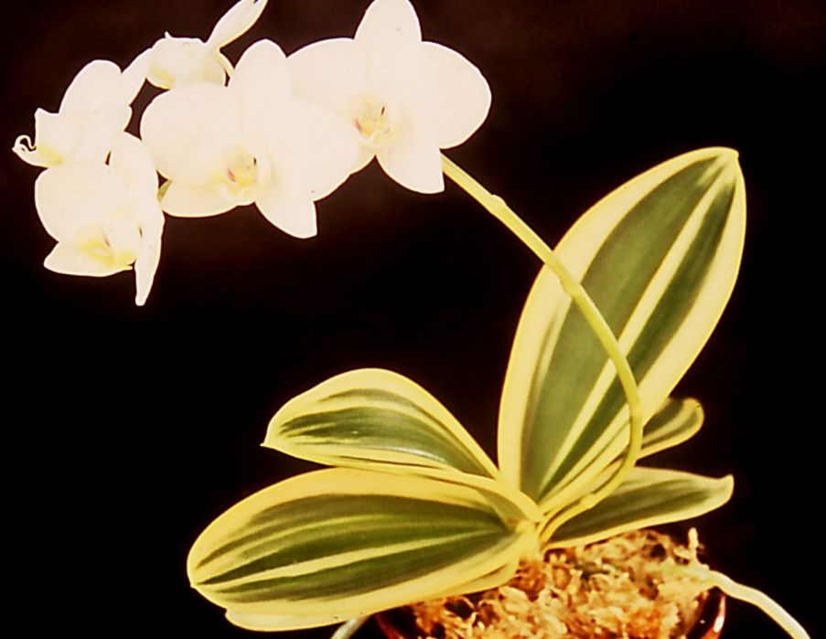 Phalaenopsis aphrodite subsp. formosana