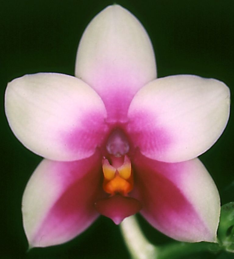 Phalaenopsis bellina