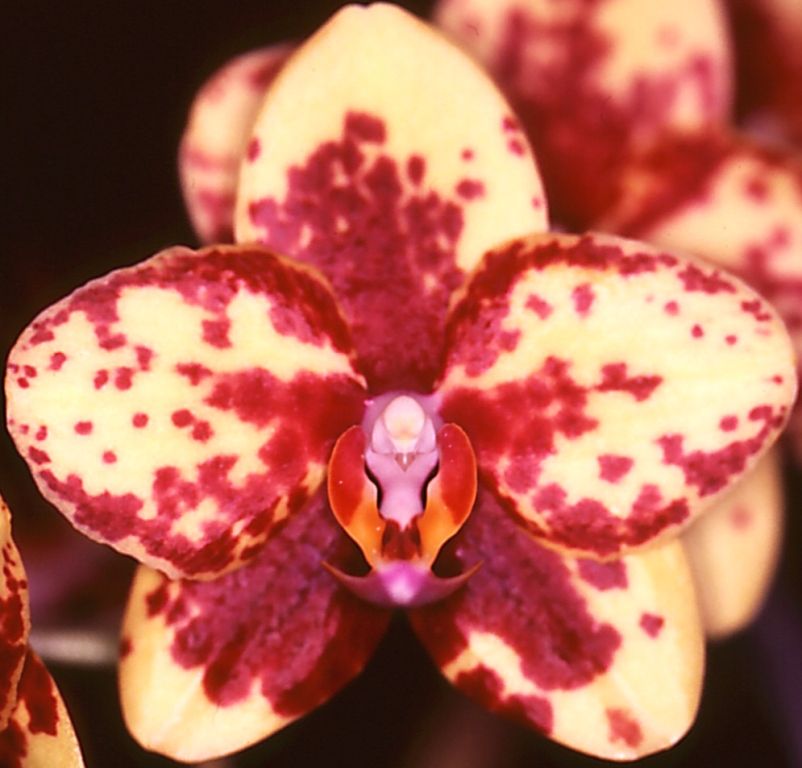Phalaenopsis Fusheng Golden Peoker - HCC/AOC