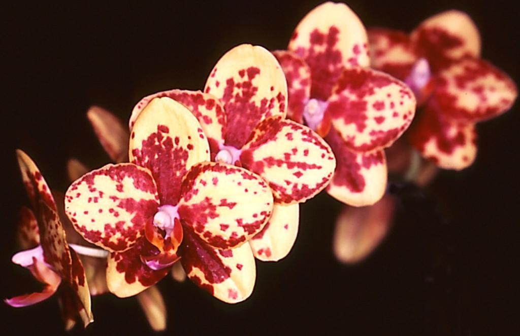 Phal Fusheng Golden Peoker