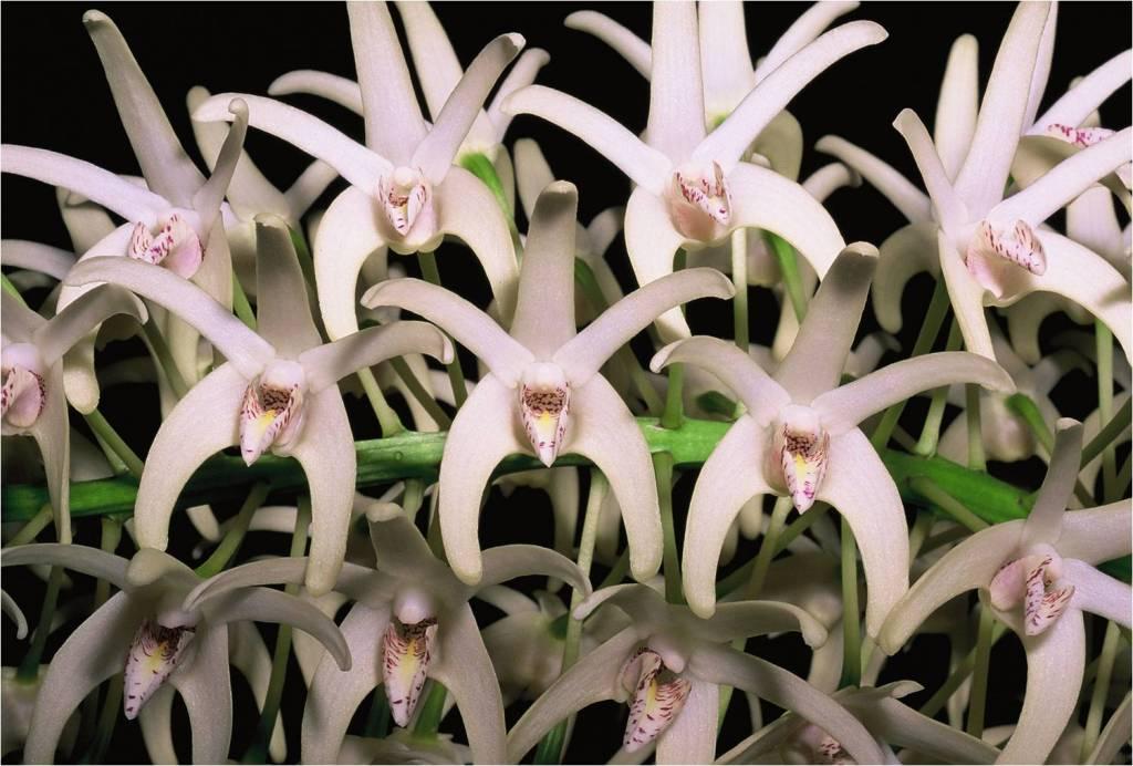 Dendrobium speciosum var. boreale - AM/AOC