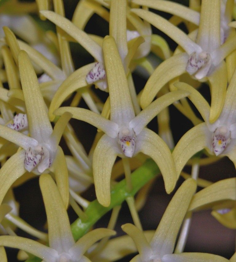 Dendrobium speciosum var. boreale - AM/AOC