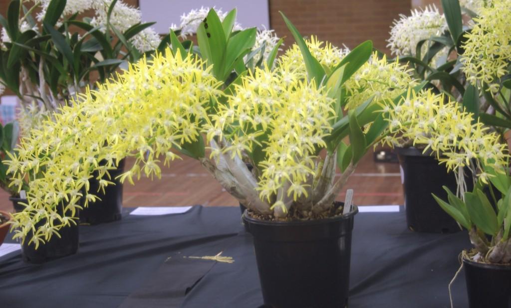 Dendrobium speciosum var. boreale - photo 2