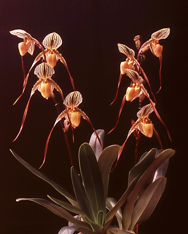 Paph Saint Swithin