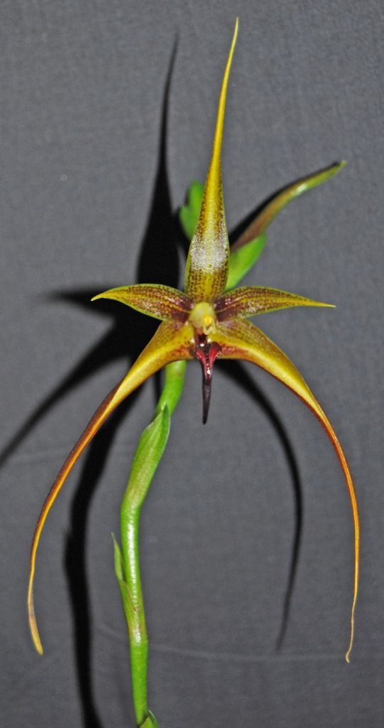 Bulbophyllum novaciae