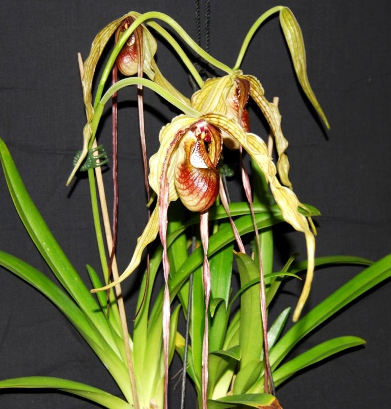 Phragmipedium caudatum