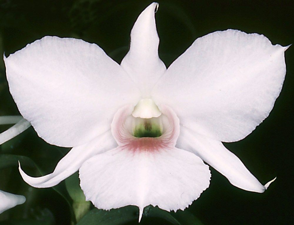 Dendrobium Silver Bells