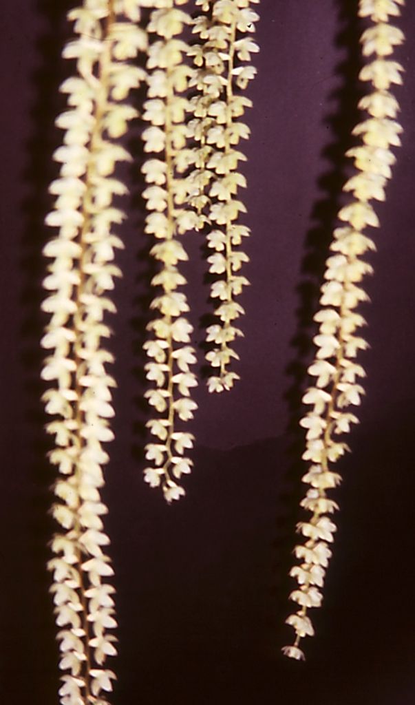 Coelogyne cobbiana - HCC/AOC