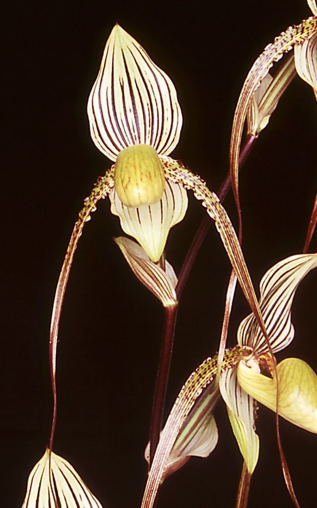 Paph Saint Swithin