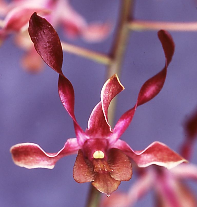 Dendrobium Cherub - AM/AOC