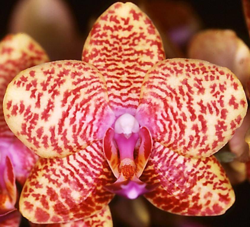 Phal Ming-Hsing Yellow Boy