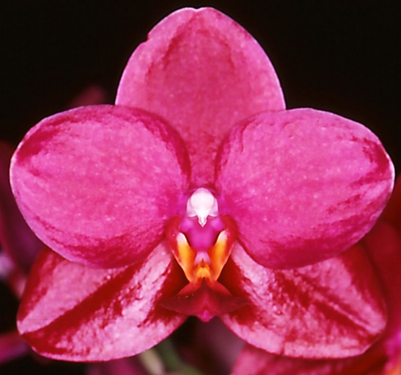 Phal Sogo Cock
