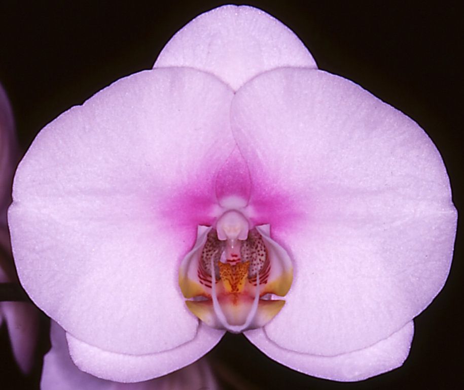 Phal Crystal Touch