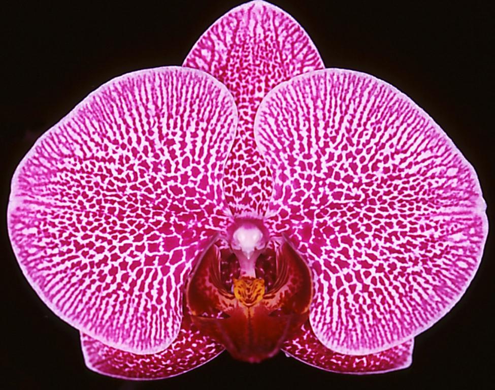 Phal Da-chien Spider Beauty