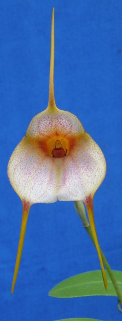 Masd Snowy River 'Clancy's Pride'