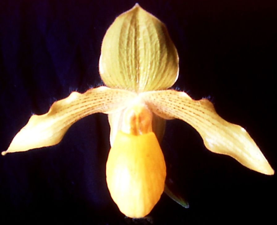 Paph Hatsue Otsuka