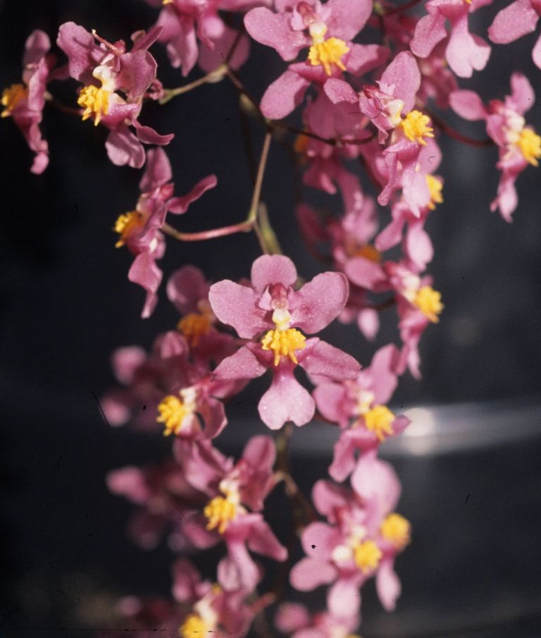 Oncidium sotoanum subsp. papalosmum - AM/AOC