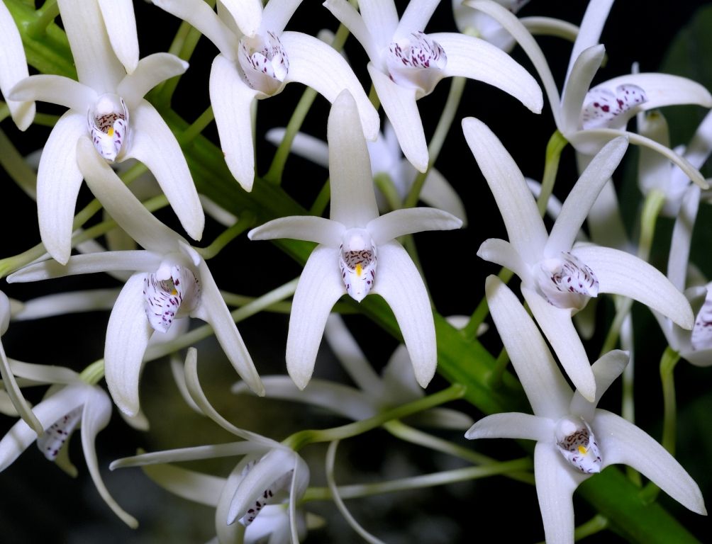 Dendrobium speciosum var. boreale - HCC/AOC