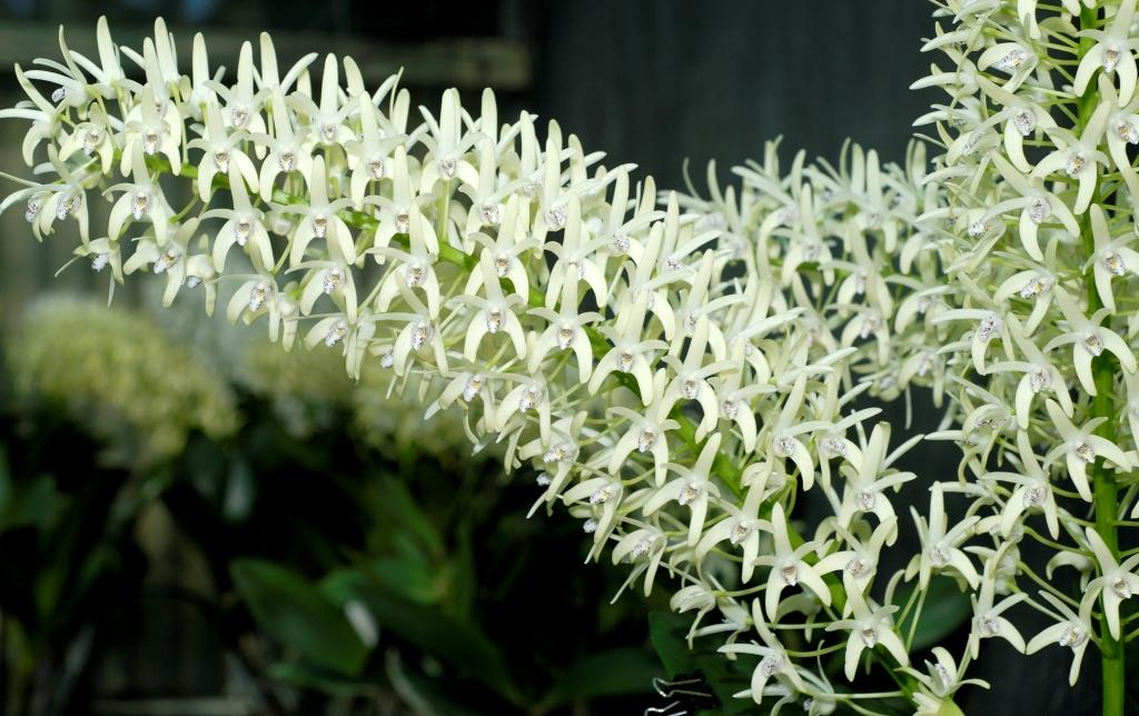 Dendrobium speciosum var. boreale - photo 2