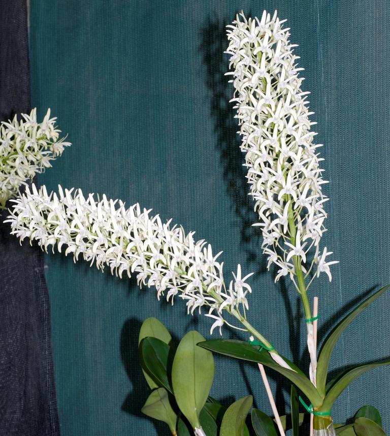 Dendrobium speciosum var. boreale - HCC/AOC